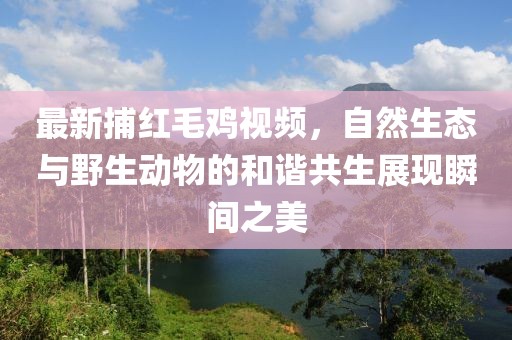 最新捕红毛鸡视频，自然生态与野生动物的和谐共生展现瞬间之美