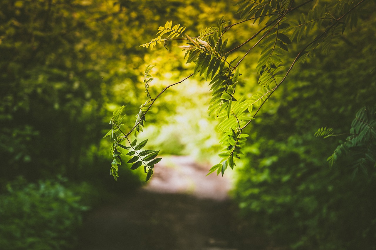 立秋，季节转折与自然的和谐旋律