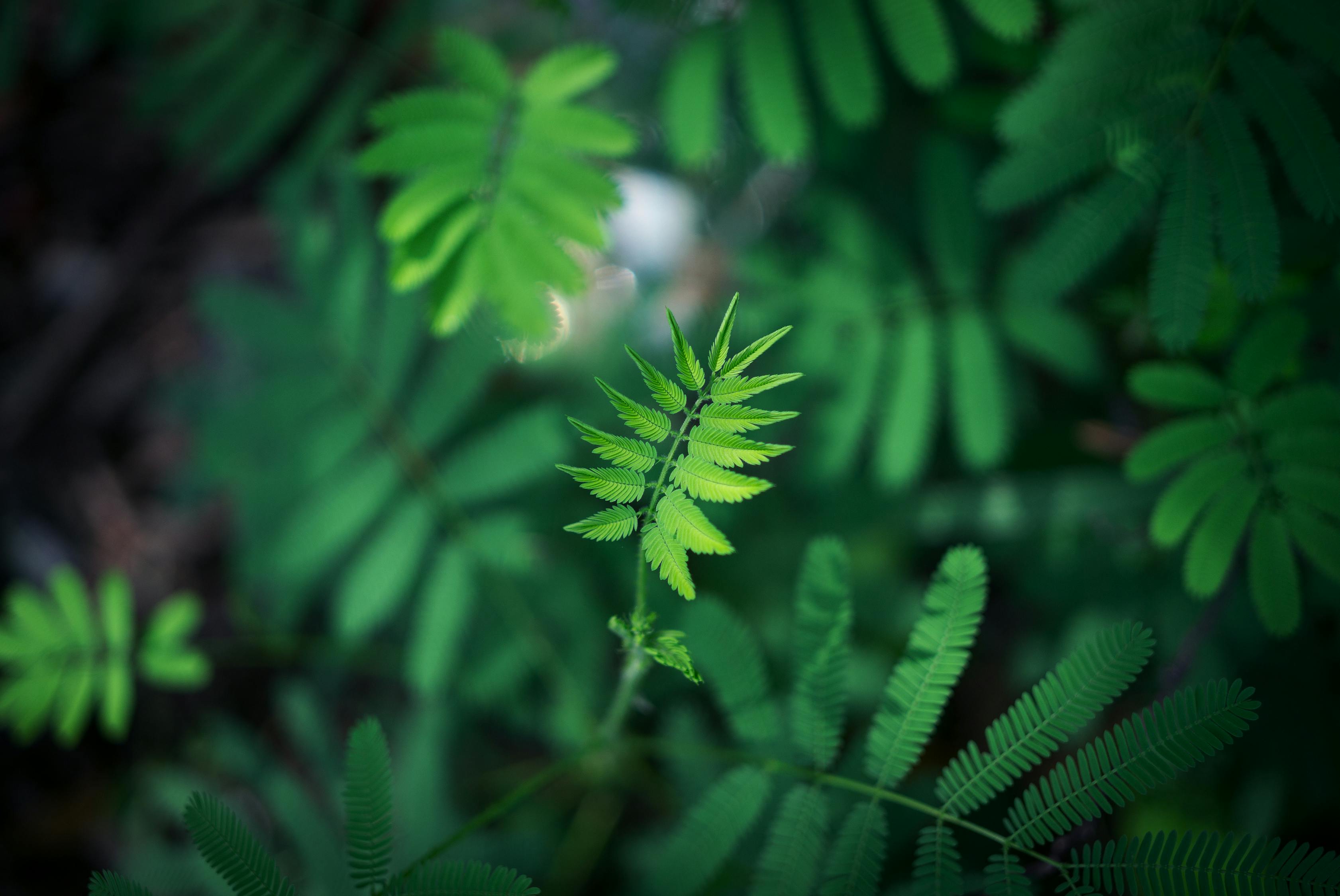 三伏天高温挑战应对攻略，夏日生存指南