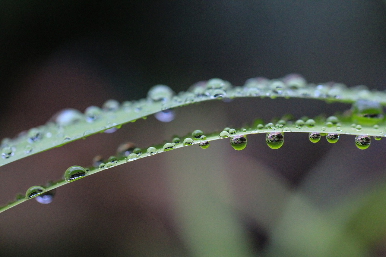 秋意渐浓时节的韵味与养生之道——白露时节探秘