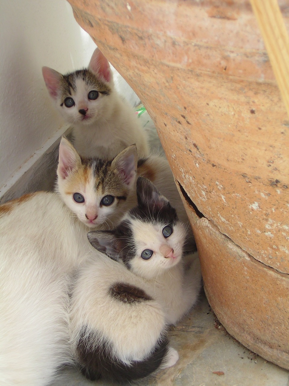 猫咪后院神秘独特特殊猫探索体验