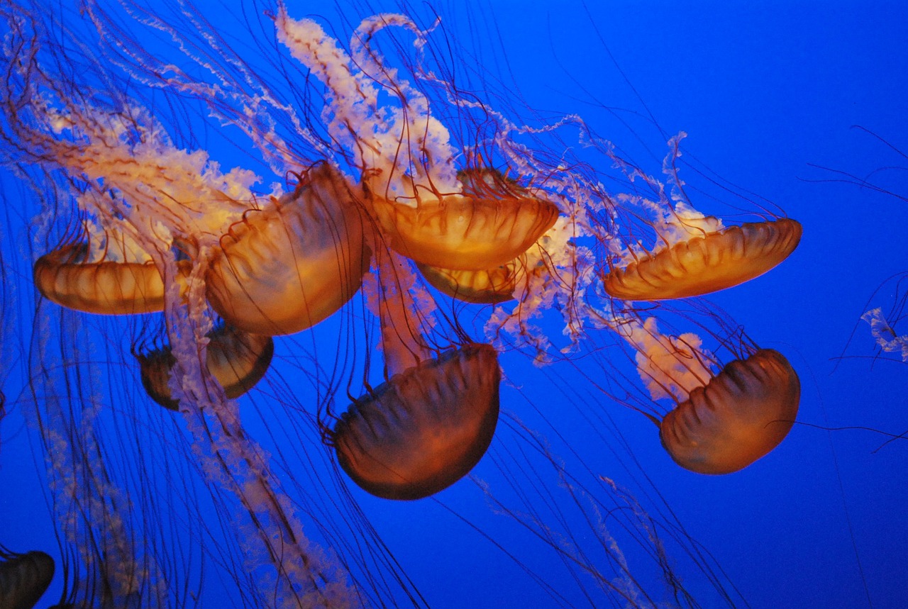 深海水族馆隐藏鱼最新发现，探索神秘深海之旅