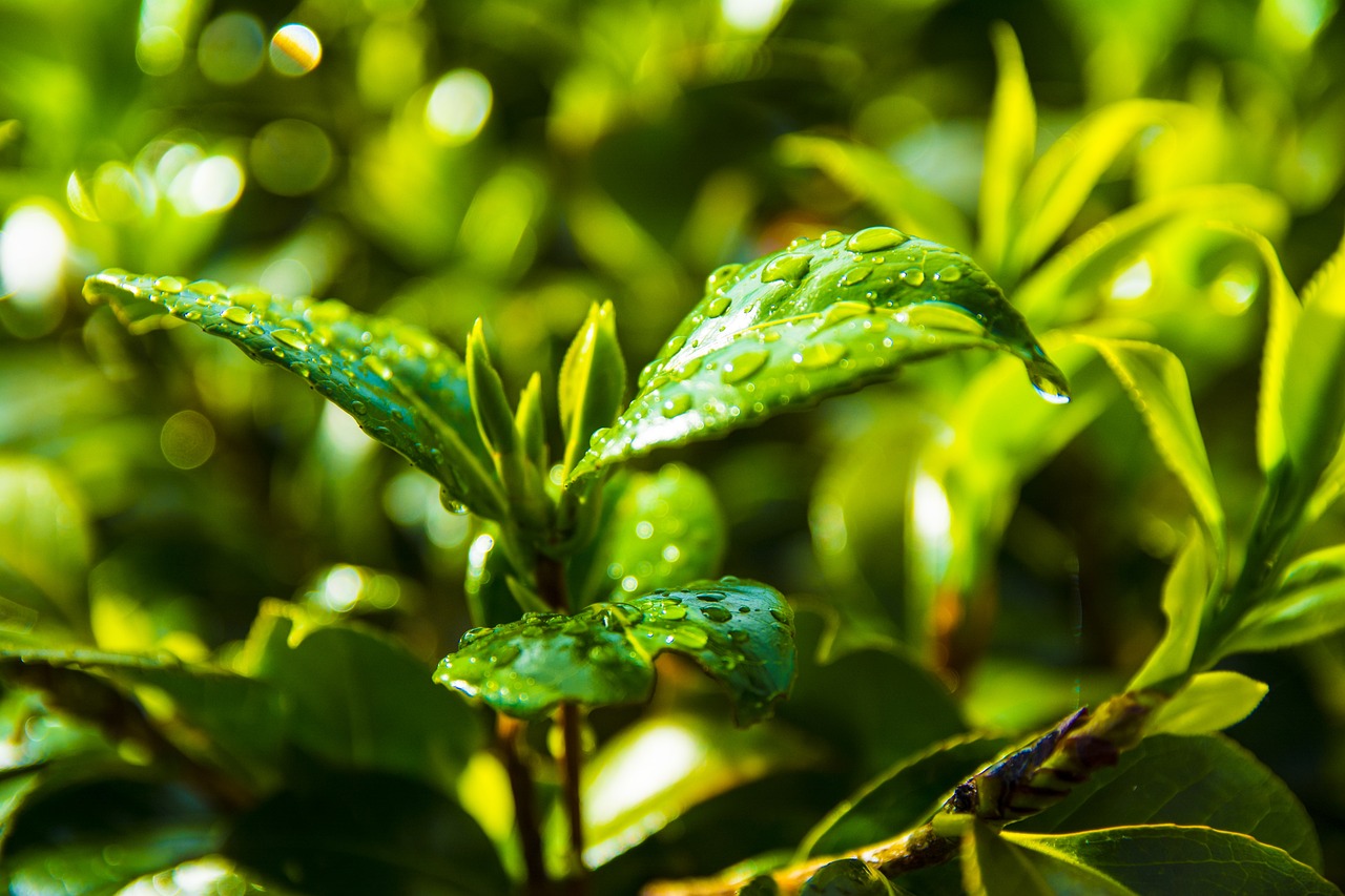 鲁信随珠花园最新房价概览与动态分析